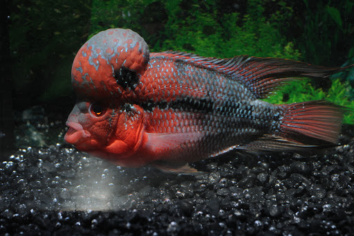 Pet Store «Animal Instincts Aquarium and Pet Center», reviews and photos, 811 Plymouth Ave, Fall River, MA 02721, USA