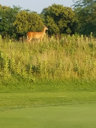 Golf Course «Indian Boundary Golf Course», reviews and photos, 8600 W Forest Preserve Ave, Chicago, IL 60634, USA