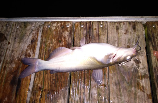 Park «Bowman Springs Park», reviews and photos, 7003 W Poly Webb Rd, Arlington, TX 76016, USA