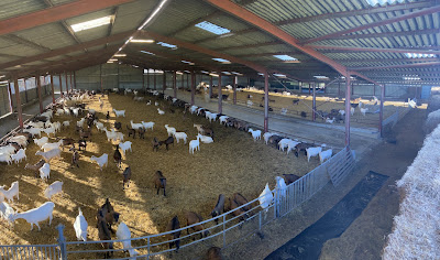 Gaec capr’anveau à Val-d'Oire-et-Gartempe