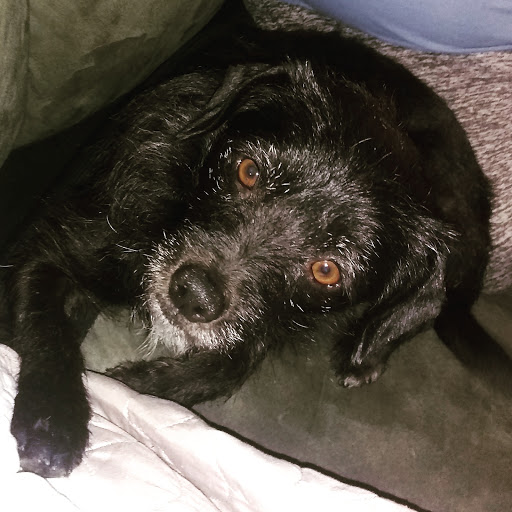 Animal Shelter «Oregon Humane Society», reviews and photos