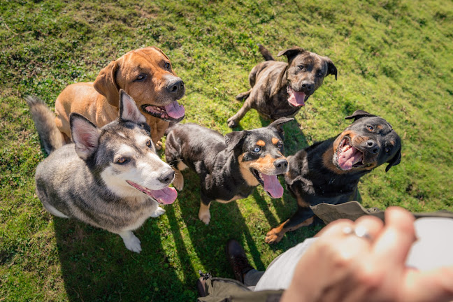 Reviews of All Things Dog Training & Behaviour in Brighton - Dog trainer