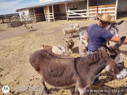 Museum «Slaughter Ranch Museum», reviews and photos, 6153 Geronimo Trl, Douglas, AZ 85607, USA