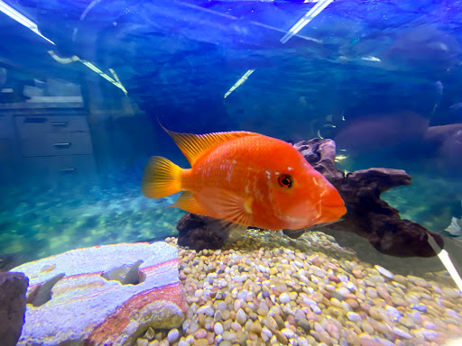 Tropical Fish Store «Lovely Pets Aquarium Store», reviews and photos, 69 Parkingway, Quincy, MA 02169, USA