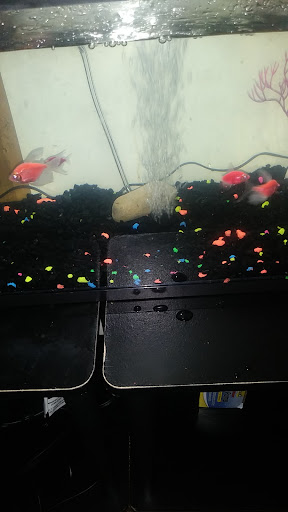 Pet Supply Store «Pet Supplies Plus», reviews and photos, 26230 Hoover Rd, Warren, MI 48089, USA