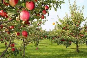Gilby's Nursery & Orchard image