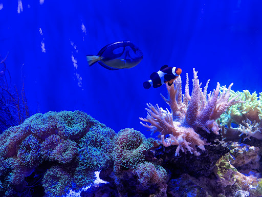 Aquarium «Audubon Aquarium of the Americas», reviews and photos, 1 Canal St, New Orleans, LA 70130, USA