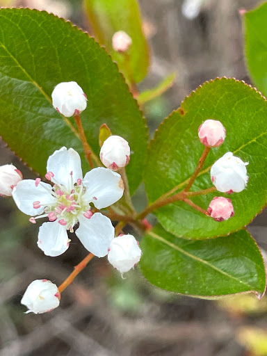 Nature Preserve «Mud Lake Bog Nature Preserve», reviews and photos, 905 E Elm Valley Rd, Buchanan, MI 49107, USA