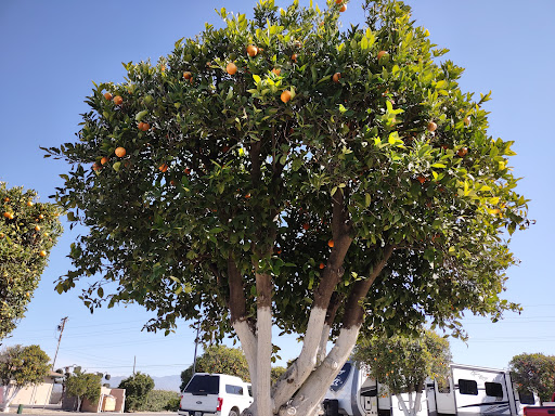 Orange Grove RV Park & Resort image