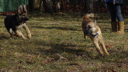 Dog Trainer «Awesome Dawgs Dog Training LLC», reviews and photos, 3052 Pricetown Rd, Temple, PA 19560, USA