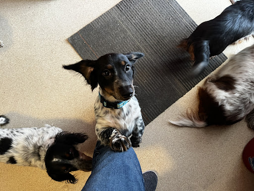 Pet Supply Store «Petco Animal Supplies», reviews and photos, 210 Franklin Rd #300, Brentwood, TN 37027, USA