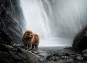Sweet Heaven Orchid Photography, Photographe valais, photographe animalier, chien, chat, chevaux, Nac & Co en Suisse/Valais