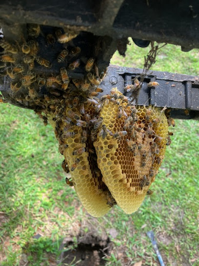 Florida Bee Removal, Inc