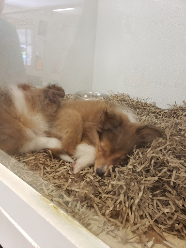 Pet Store «Puppy City», reviews and photos, 3343 Valley Pike, Winchester, VA 22602, USA