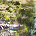 Photo n° 2 de l'avis de Rachel.h fait le 18/07/2022 à 15:36 pour Réserve naturelle Petite Camargue Alsacienne à Saint-Louis