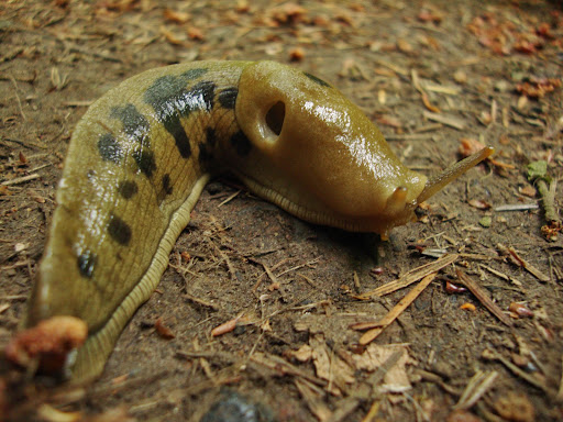 Park «Macleay Park», reviews and photos, NW 29th Ave & Upshur St, Portland, OR 97210, USA