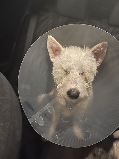 Pet Supply Store «Petco Animal Supplies», reviews and photos, 848 N Colony Rd c, Wallingford, CT 06492, USA