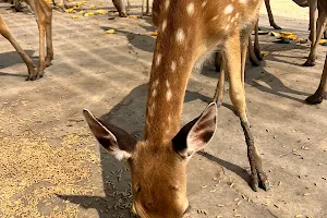 Công viên nước Mỹ Quỳnh Safari image