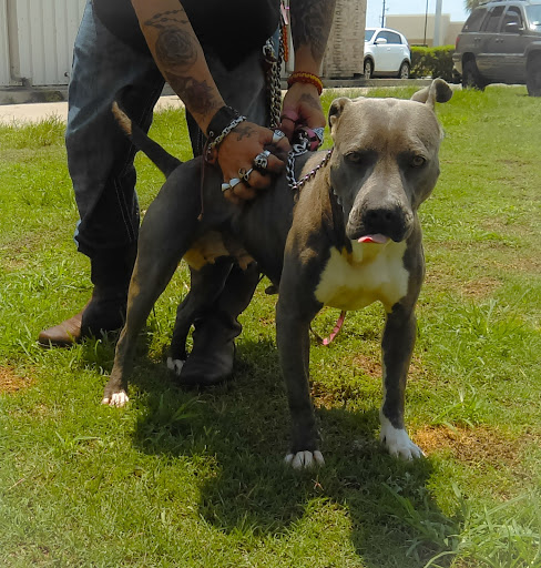 Animal Hospital «Animal Medical Corpus Christi», reviews and photos, 6822 Everhart Rd, Corpus Christi, TX 78413, USA