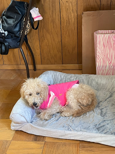 Pet Supply Store «PetSmart», reviews and photos, 1521 Golden Gate Plaza, Mayfield Heights, OH 44124, USA