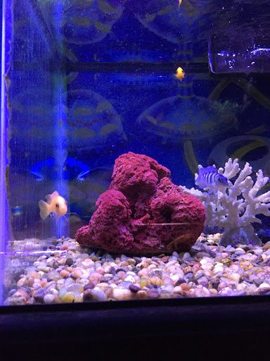 Aquarium «Sea Oddities», reviews and photos, 128 Broad St, Kingsport, TN 37660, USA