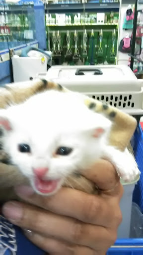 Pet Supply Store «PetSmart», reviews and photos, 10625 N Oracle Rd, Oro Valley, AZ 85737, USA