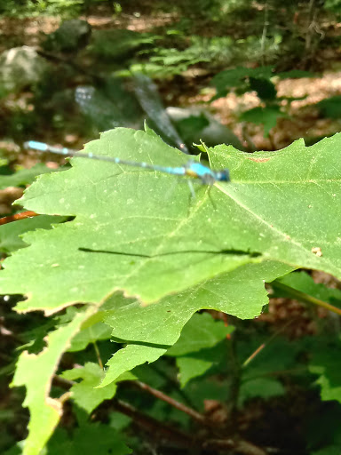 Nature Preserve «Summer Star Wildlife Sanctuary», reviews and photos, 690 Linden St, Boylston, MA 01505, USA