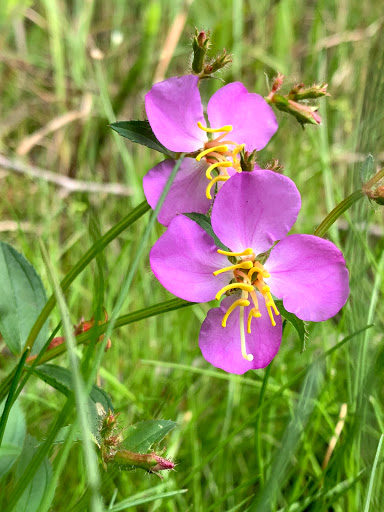 Nature Preserve «Black Run Preserve», reviews and photos, Kettle Run Rd, Evesham Township, NJ 08053, USA