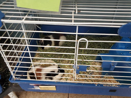 Pet Store «Sailfin Pet Shop», reviews and photos, 720 S Neil St # 2, Champaign, IL 61820, USA