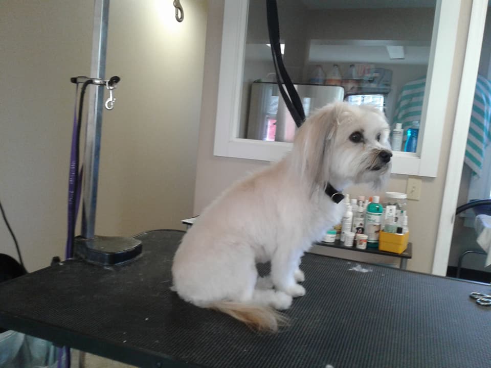 paw by paw grooming salon