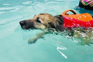 Tidal Paws Dog Fitness Swimming Pool image