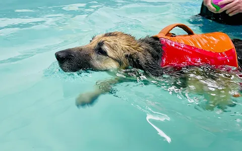 Tidal Paws Dog Fitness Swimming Pool image