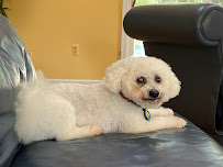 Simply Yours Concierge Dog Walking - Photo 7 - Car repair in , Trenton