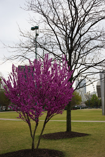 Tourist Attraction «World of Coca-Cola», reviews and photos, 121 Baker St NW, Atlanta, GA 30313, USA