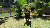 Dog boarding kennels in Punta Cana