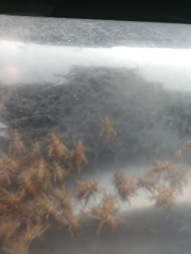 Pet Supply Store «Quality Pet Market», reviews and photos, 5543 Mahoning Ave, Austintown, OH 44515, USA