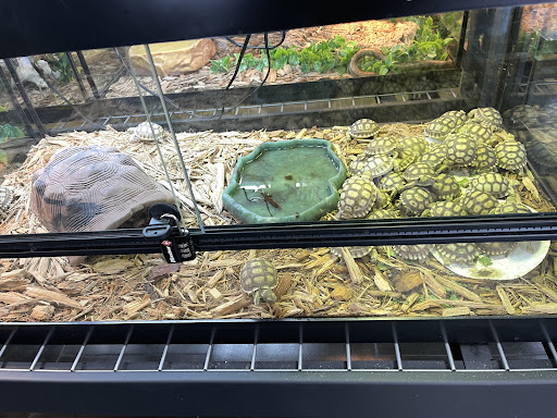 Reptile Store «Reptile Pets Direct», reviews and photos, 8088 Pat Booker Rd, Live Oak, TX 78233, USA