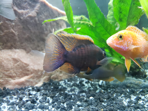 Pet Store «Woofs & Waves», reviews and photos, 5426 Arrowhead Pkwy E, Sioux Falls, SD 57110, USA