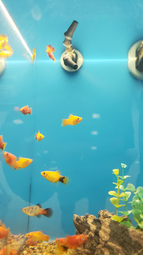 Pet Supply Store «PetSmart», reviews and photos, 67 Consumer Square, Plattsburgh, NY 12901, USA