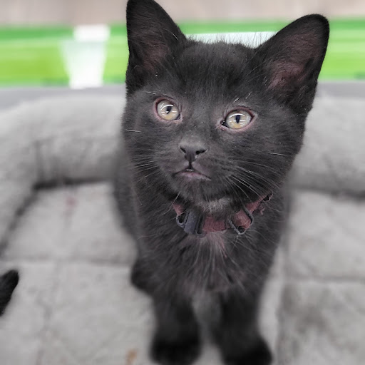 Pet Store «PV Pets», reviews and photos, 233 S Broadway, Pennsville, NJ 08070, USA