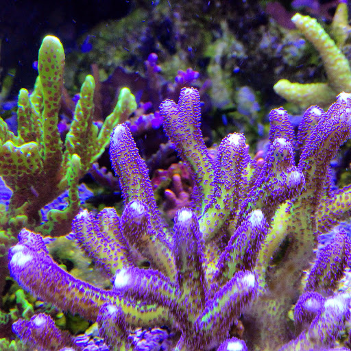 Tropical Fish Store «Fishy Business», reviews and photos, 911 E Church St, Lexington, TN 38351, USA