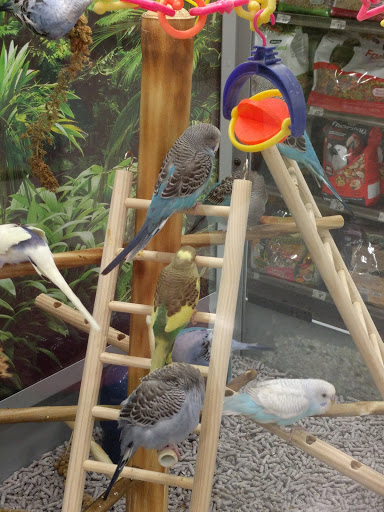Bird shop Pasadena