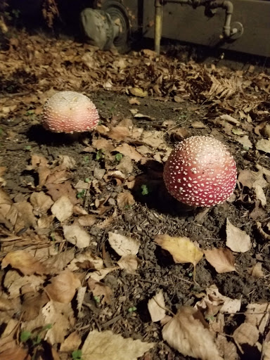 Coffee Shop «Cafe Mokka», reviews and photos, 495 J St, Arcata, CA 95521, USA