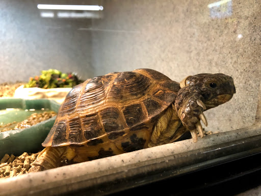 Pet Supply Store «Pet Bazaar», reviews and photos, 490 FL-436, Casselberry, FL 32707, USA