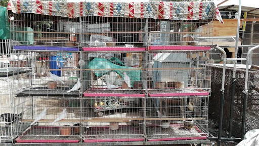 سوق الطيور و الدواجن 