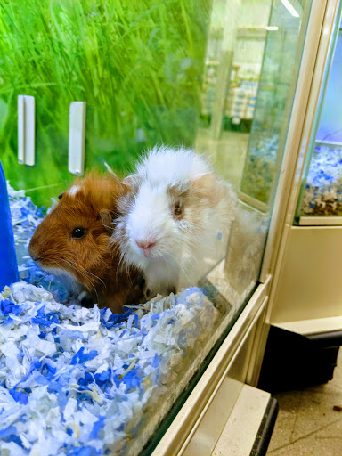 Pet Supply Store «PetSmart», reviews and photos, 11066 Pecan Park Blvd #315, Cedar Park, TX 78613, USA