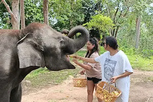 Heart Shape & Elephant Care Samui image