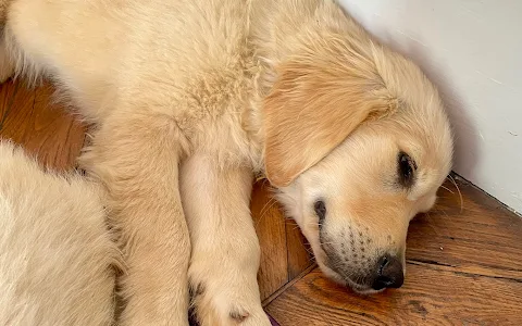 Puppy Yoga Center Lyon image