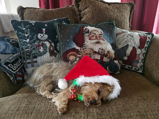 Pet Store «PetSmart», reviews and photos, 6545 North Grand Parkway West Suite 104, Spring, TX 77389, USA