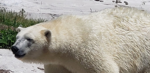 Zoo «Arctic Ring of Life», reviews and photos, 8450 W 10 Mile Rd, Royal Oak, MI 48067, USA